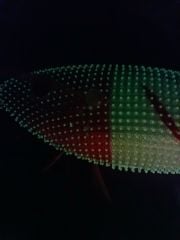 Captain 3028 Kalamar Zokası 8cm Toto Zogga Glow Deri Kaplama