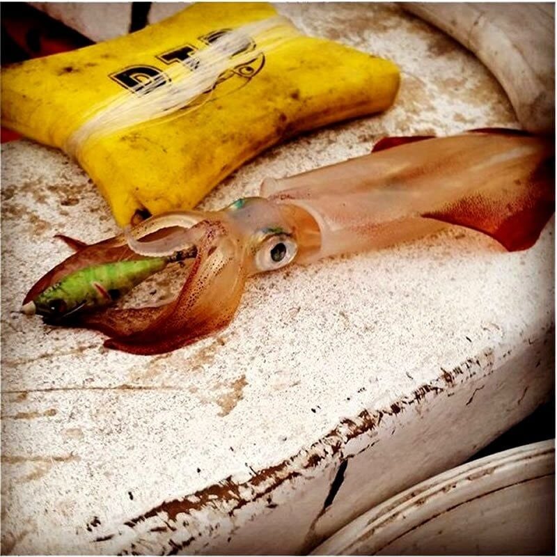 Wounded Fish Bukva 2.5 Kalamar Zokası