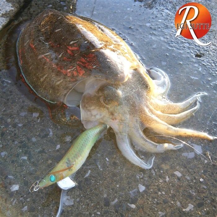 Yamashita Egi Sutte R 3.5N Kalamar Zokası