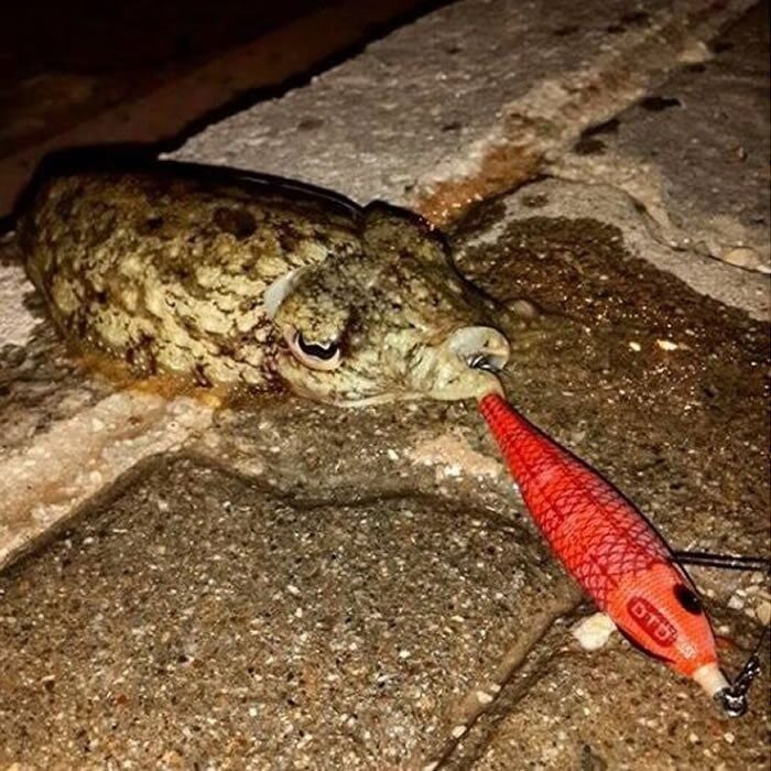 Arbun 1.5 Kalamar Zokası