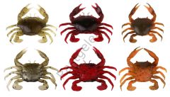 Savage gear LB 3D Manic Crab 5 cm 4 Adet Suni Yem Red Black Crab