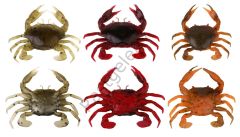 Savage gear LB 3D Manic Crab 5 cm 4 Adet Suni Yem Tan Crab