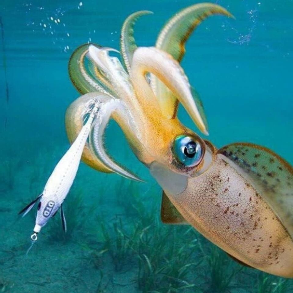 Gira Bijela 2.5 White