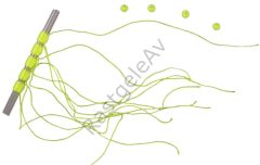 Lineaeffe Stoper Tope S