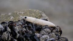 Fiiish Biotop Stick 100mm 15gr White Pepper Suni Yem