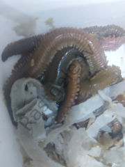 Live Bait Canlı Çin Kurdu 3 paket