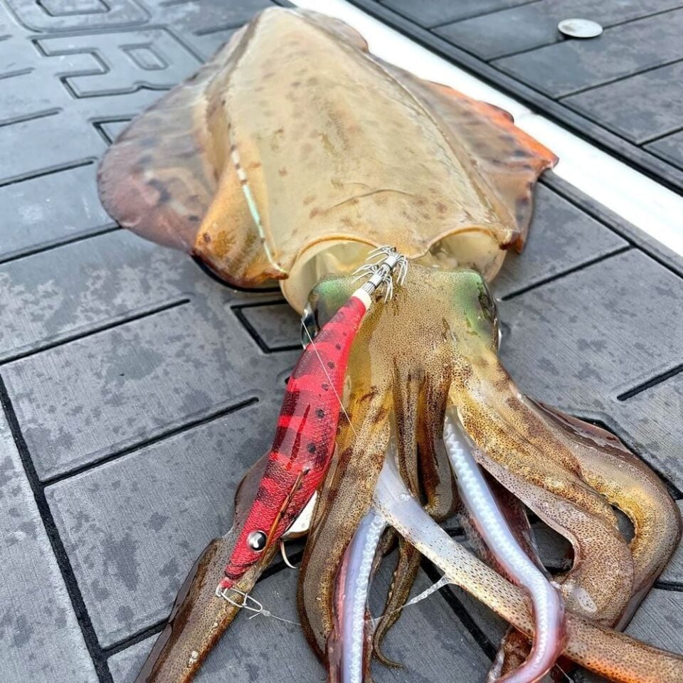 Yamashita Egi Oh F 3.0 Kalamar Zokası