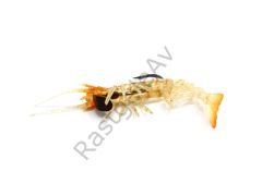 Captain 3049 Magic Shrimp 3D Silikon Karides 76mm 5.5gr Suni Yem